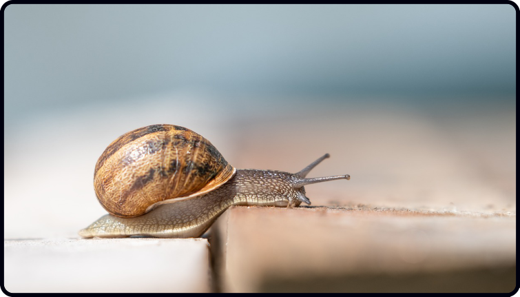 snail pace progress